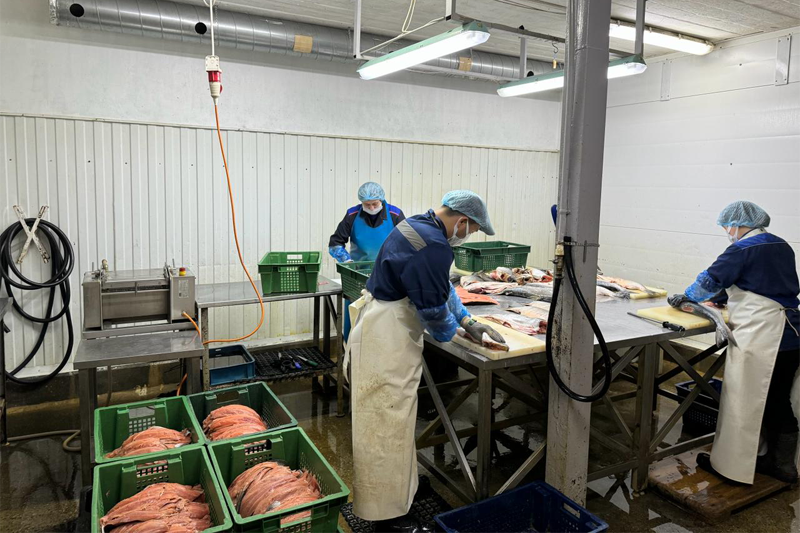 Рабочий процесс на рыбоперерабатывающем предприятии 
